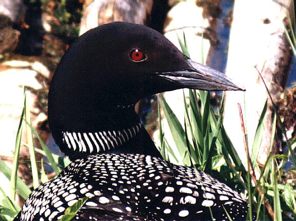 Common Loon Logo